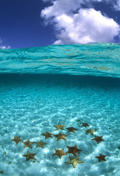 海の星.jpg