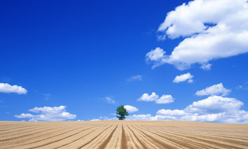 空と大地と１本の木.jpg