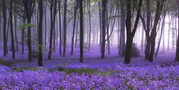 紫の森.jpg